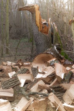 Yakacak odun yığını. Meşe eski sandık. Ormanda Boyutlanmış gövde ağacı