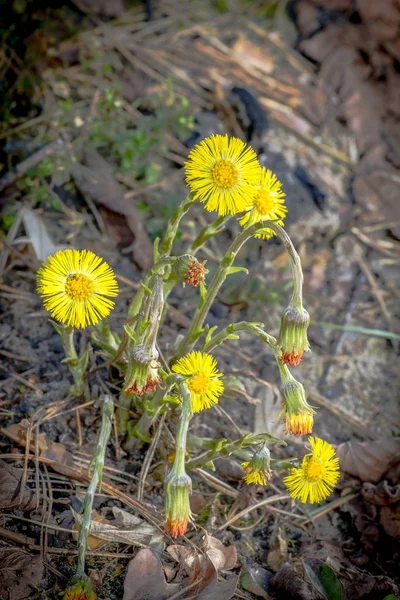 Coltsfoot Tussilago farfara sarı bahar çiçekleri. Çuha çiçeği bitki — Stok fotoğraf