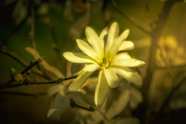 Bílá magnolia strom. Kobus jara kvetoucí. Mokryeon, magnolia Kobus, Loebnerův — Stock fotografie
