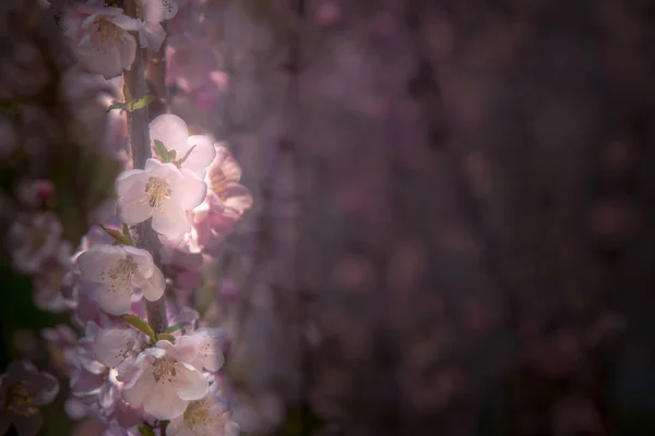 Hermosa flor de cerezo. Sakura florece en primavera sobre el cielo azul. Borroso rosado. Primeros planos flores de primavera — Foto de Stock