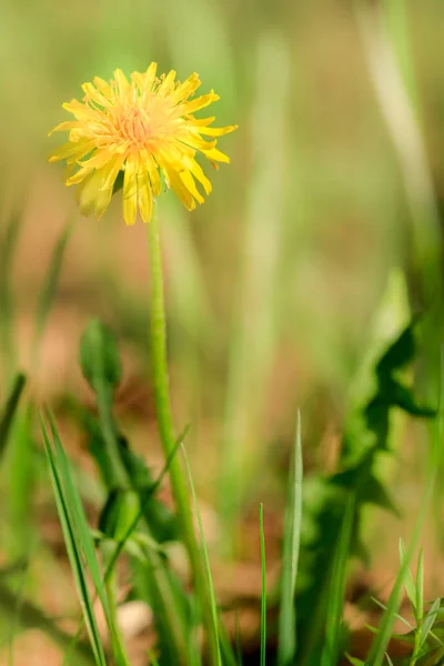 Kwiat mniszka na tle przyrody w lesie. Wiosenny, żółte kwiaty — Zdjęcie stockowe