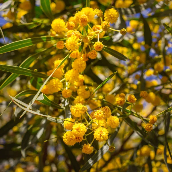 Blossoming of mimosa tree. Acacia pycnantha, golden wattle close up in spring, yellow flowers. — Stock Photo, Image