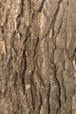Ağaç kabuğu doku kırık. Kavak gövde kırık. Ağaç doku doğa