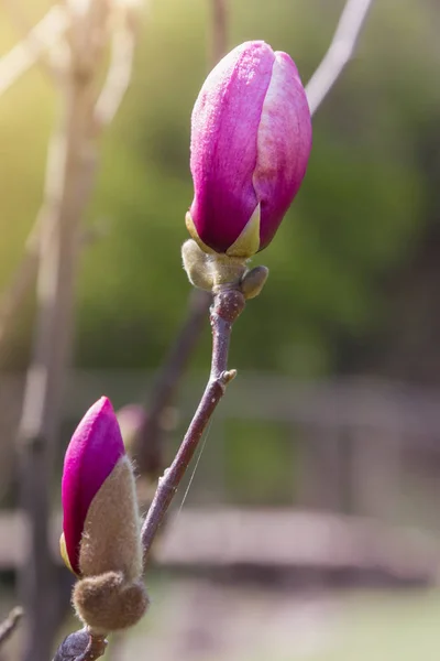 Bud de flor de magnólia rosa no galho da árvore. Floração da primavera — Fotografia de Stock