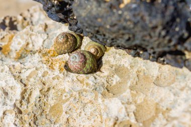 Limpets Patellidae growing on rocks in the surf zone clipart