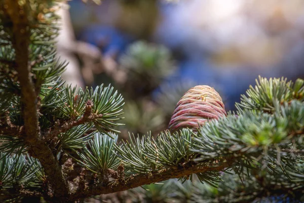 Cones Cedrus em agulhas em um cedro do Líbano ou Cedrus libanês close-up, foco seletivo , — Fotografia de Stock