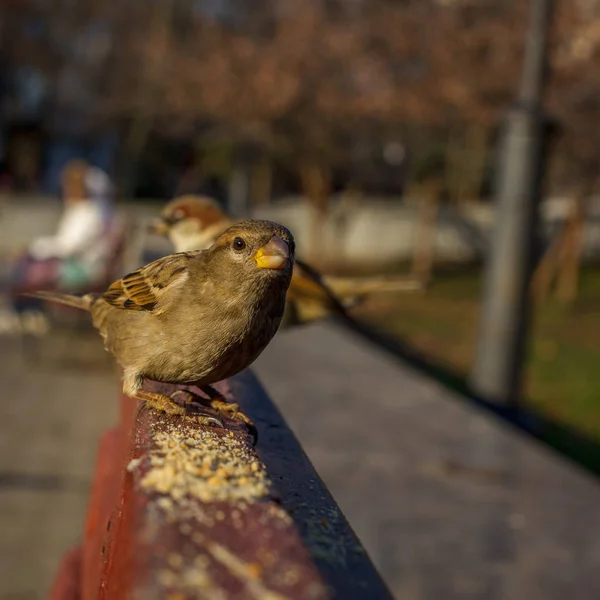 Eurasian Tree Sparrow or Passer montanus (em inglês). Pássaro comum isolado em pé sobre placa vermelha. Pardais verdadeiros, ou pardais do Velho Mundo — Fotografia de Stock