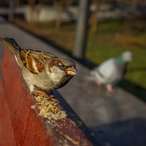 Eurasian Tree Sparrow sau Passer montanus. Păsări comune izolate în picioare pe bord roșu. vrăbii adevărate sau vrăbii din Lumea Veche — Fotografie, imagine de stoc