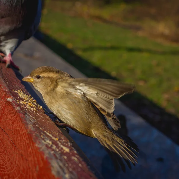 Eurasian Tree Sparrow sau Passer montanus. Păsări comune izolate în picioare pe bord roșu. vrăbii adevărate sau vrăbii din Lumea Veche — Fotografie, imagine de stoc