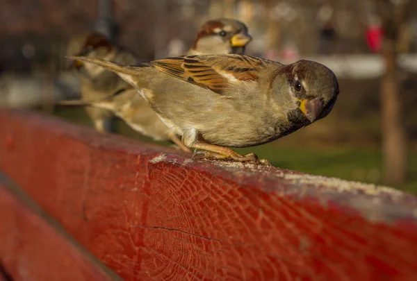 Eurasian Tree Sparrow or Passer montanus (em inglês). Pássaro comum isolado em pé sobre placa vermelha. Pardais verdadeiros, ou pardais do Velho Mundo — Fotografia de Stock