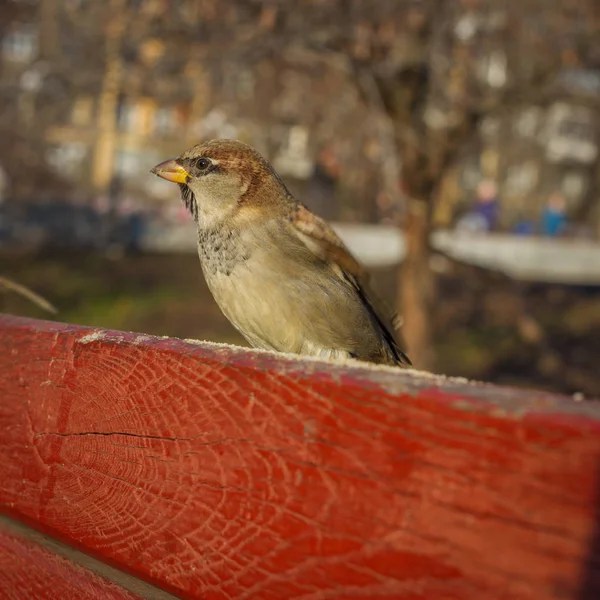 Gorrión Eurasiático del Árbol o Passer montanus. Pájaro común aislado de pie sobre tabla roja. Verdaderos gorriones, o gorriones del Viejo Mundo —  Fotos de Stock