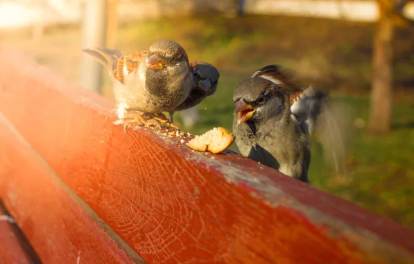 Gruppo di passeri che mangiano semi da mangiatoia per uccelli da giardino in una mattina di sole — Foto Stock
