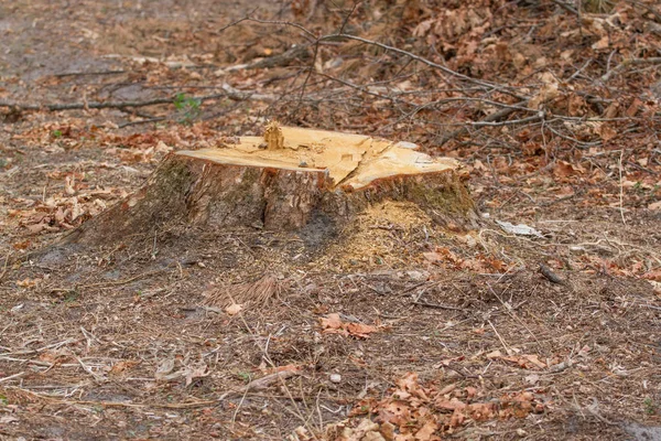 Forest industry. Cutaway tree, cut oak stump. Deforestation strategy.