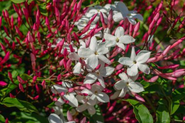 Portre yatay fotoğraf yıldız Yasemin çiçekleri. Jasminum polyanthum