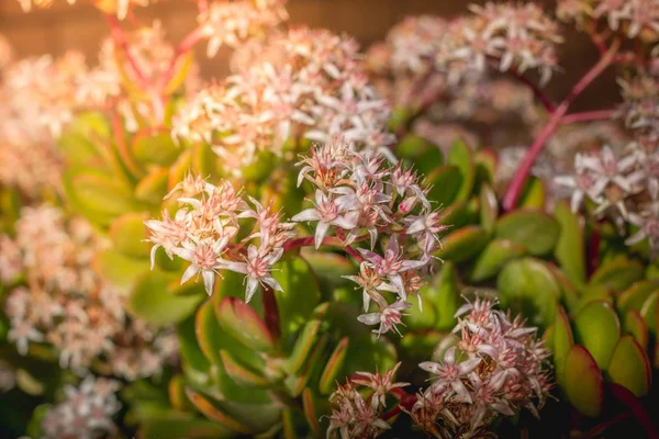 Macro view to the cluster of star-like pink flower and un-blown buds of Crassula Ovata succulent, jade plant, friendship tree, lucky plant, or money tree . Leaves of plant with water drops. — Stock Photo, Image