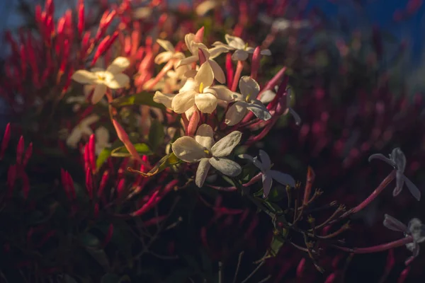 Portre yatay fotoğraf yıldız Yasemin çiçekleri. Jasminum polyanthum, beyaz ve pembe Yasemin — Stok fotoğraf