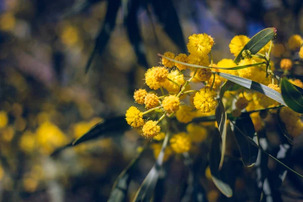 Florecimiento del árbol mimosa Acacia pycnantha, ortiga dorada de cerca en primavera, flores de color amarillo brillante, coojong, ortiga dorada, ortiga naranja, ortiga de hojas azules, acacia saligna — Foto de Stock