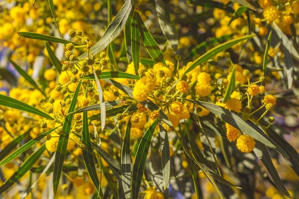 Abstract acacia blossom Soft focus, Background — Stock Photo, Image