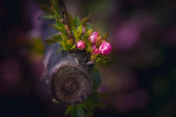 Květina na měkké pastelové barvy ve stylu rozostření — Stock fotografie