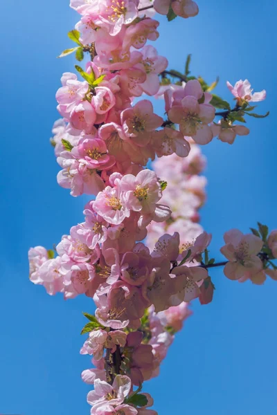 Mooie kersenbloesem sakura in het voorjaar boven de blauwe hemel. — Stockfoto