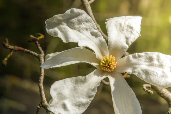 Květ bílý kvetoucí magnólie. Na pozadí květin. Jaro — Stock fotografie