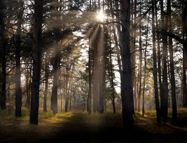 Belle matinée d'automne dans la forêt — Photo