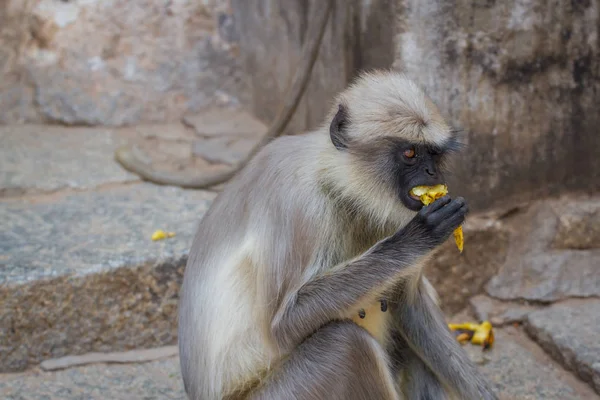 猿、種 Semnopithecus プリアム、一般房グレー ラングール, インド、アジアとして知られています。 — ストック写真