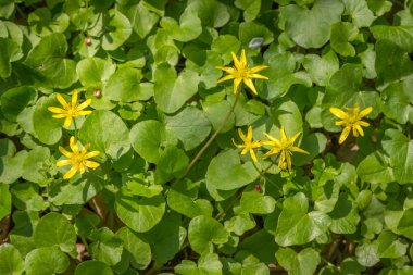 çiçek halı. Ficaria verna veya tipik ficaria