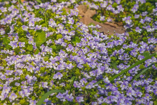 Carpet of flowers. Purple beauty — Stock Photo, Image