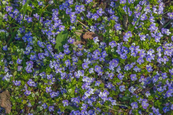 Alfombra de flores. Belleza púrpura — Foto de Stock