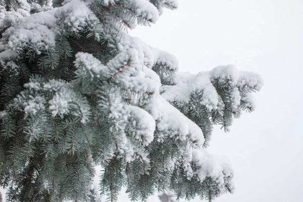 Christmas tree on white background