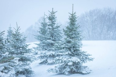 Kış manzara dağlar ve kar yağışı. Karpatlar, Ukrayna