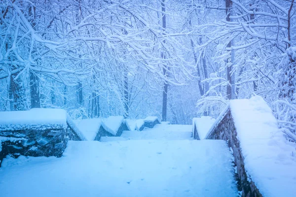 Kış yol ormanı karla kaplı kar yağışı sonra