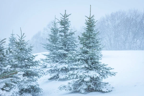 Kış manzara dağlar ve kar yağışı. Karpatlar, Ukrayna