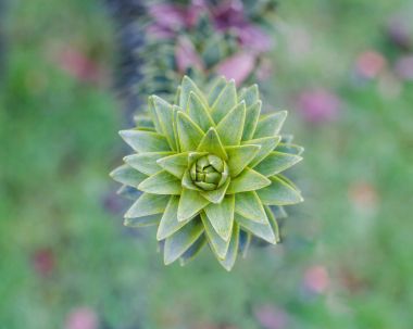 Makro araucaria şube. Yeşil iğne yapraklı bitki. Maymun puzzle ağacı. Şili çam