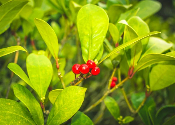 거친 잎과 붉은 열매의 Skimmia 나무 관목 일본 마 — 스톡 사진