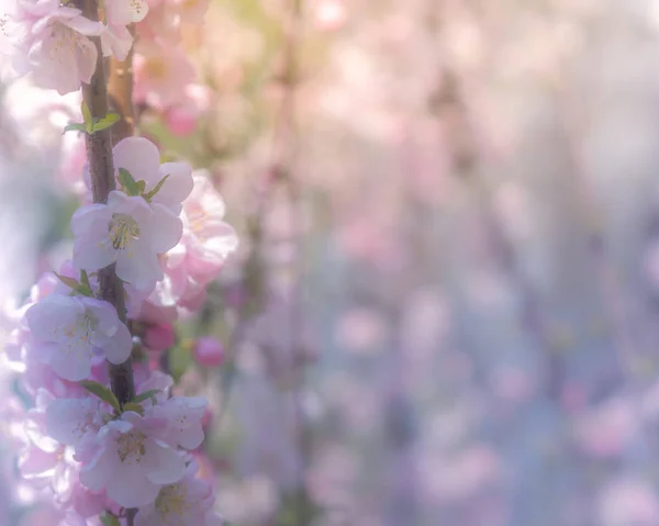 Blossom boom over de natuur achtergrond lente bloemen lente achtergrond — Stockfoto