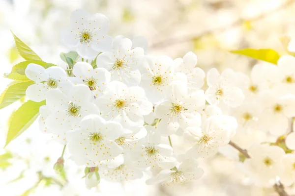 Lente apple blossom frame, afgezwakt, lente bloeiende bloem achtergrond, pastel en zachte bloemen kaart — Stockfoto