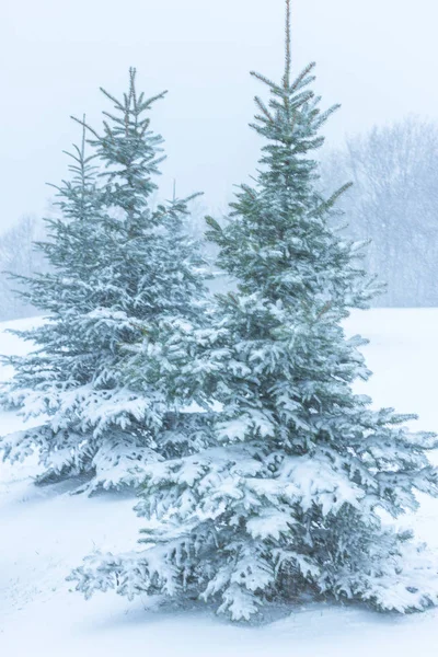 Kış manzara dağlar ve kar yağışı. Karpatlar, Ukrayna