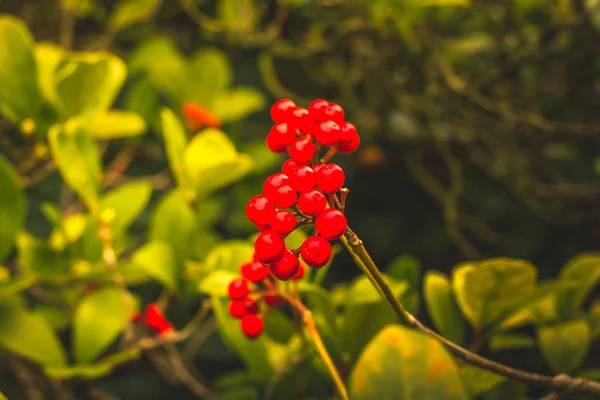 Skimmia japonica shrub with rough leaves and red berries. Japanese sorbus — Stock Photo, Image