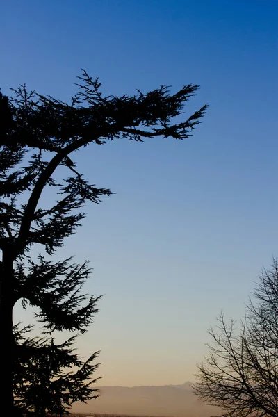 Силуэт кедрового дерева — стоковое фото