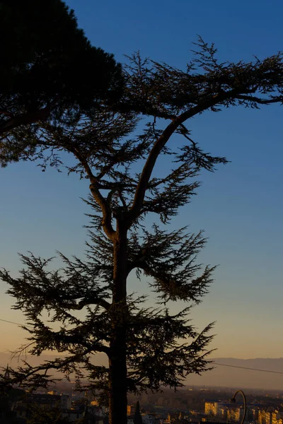 Силуэт кедрового дерева — стоковое фото