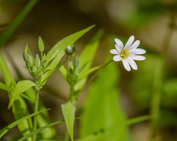 Macro de Stellaria media blanc fleurit l'ivraie sous le doux soleil printanier — Photo