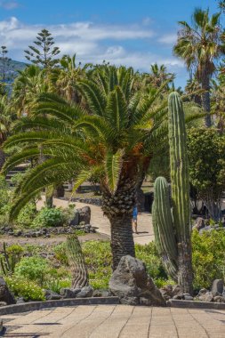 Hurma mavi gökyüzü