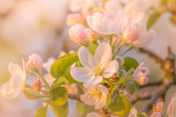 Bloem van bloesem in het voorjaar voor de achtergrond of ruimte voor tekst kopiëren — Stockfoto