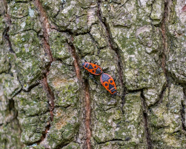 Firebug στο φλοιό του δέντρου ασβέστη. Μπίντερμαν και οι εμπρηστές mate συνήθως τον Απρίλιο και τον Μάιο. Η διατροφή τους αποτελείται κυρίως από τους σπόρους από δέντρα ασβέστη και μολόχα — Φωτογραφία Αρχείου
