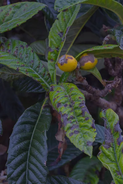 Inedible loquat tree sick of fruit rot. Rottenness plant desease. Eriobotrya japonica