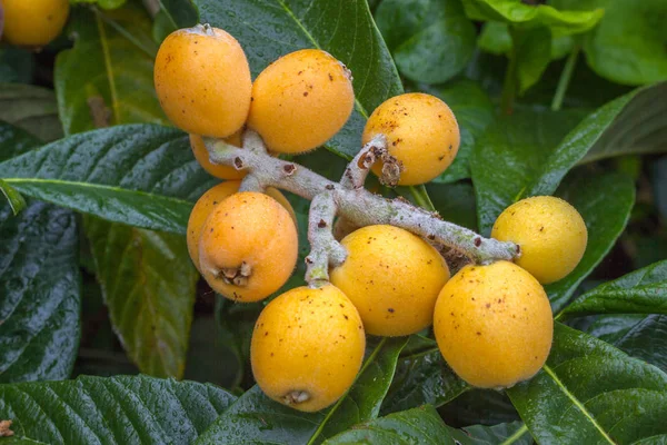 Frutos de níspero Eriobotrya japonica en árbol. Esta fruta antigua —  Fotos de Stock