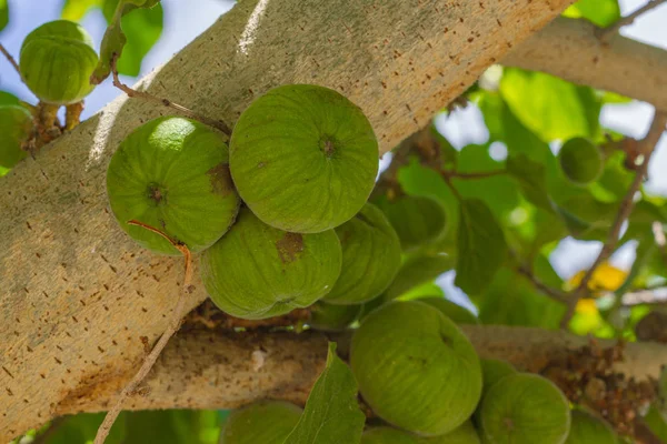 Ficus aspera moraceae —  Fotos de Stock