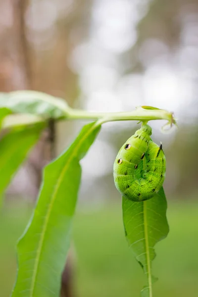 Bilden av Hawk Moth Caterpillar Daphnis nerii, svärmare på bladen insekt — Stockfoto